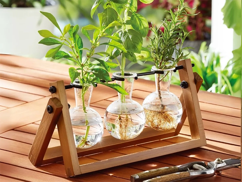 Air Plant Holder Ideas Air Plant Holder Ideas